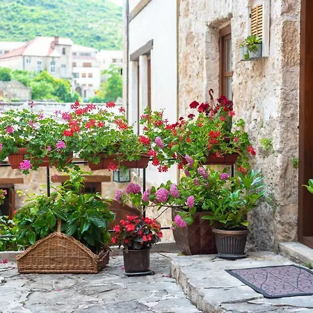 Terrace Guest house